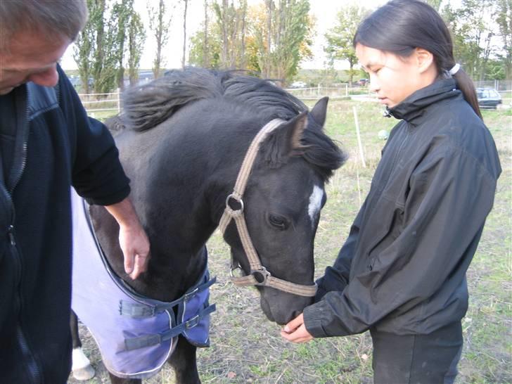 Welsh Pony (sec B) Bjerregaards Valentin (Valle) - En af de første dage <3 billede 3