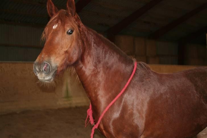 Welsh Cob (sec D) Addyene  billede 2