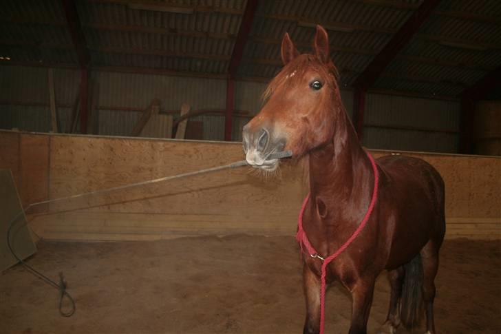 Welsh Cob (sec D) Addyene  - addyene der svinger med en pisk billede 3