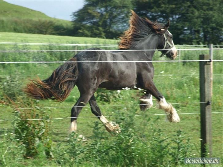 Irish Cob <3White Horse Purple Rain - Purple i fuld fart! Foto: MF 1/7-10 billede 3