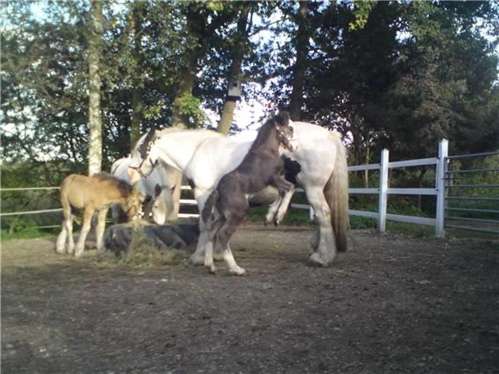 Irish Cob <3White Horse Purple Rain - På det her billede er hun 14 dage gammel.. billede 4