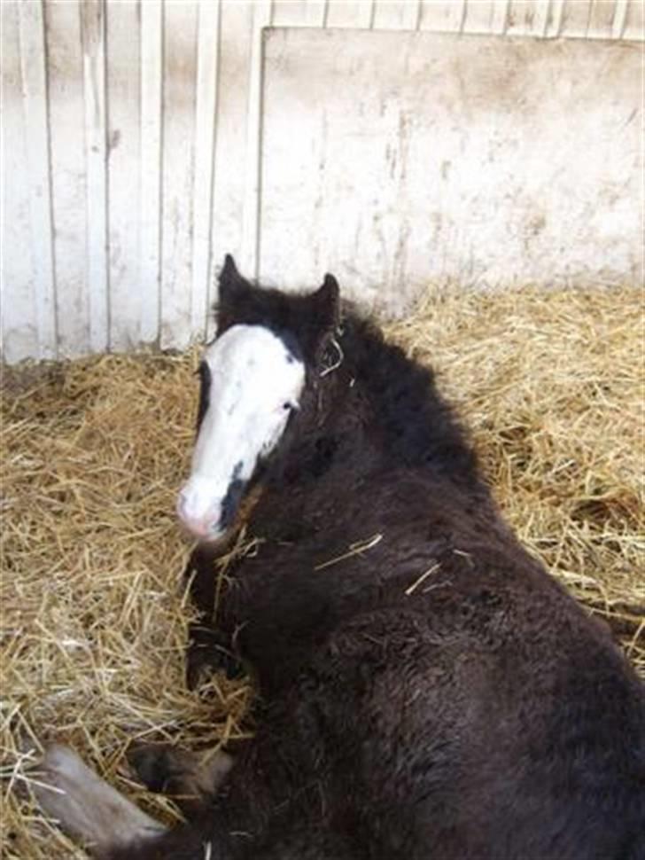Irish Cob <3White Horse Purple Rain - Skal jeg virkelig op nu??   2/1-09 billede 5