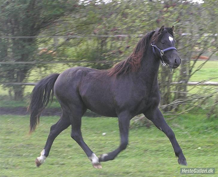 Welsh Pony (sec B) Bjerregaards Valentin (Valle) - Valle som plag. billede 11
