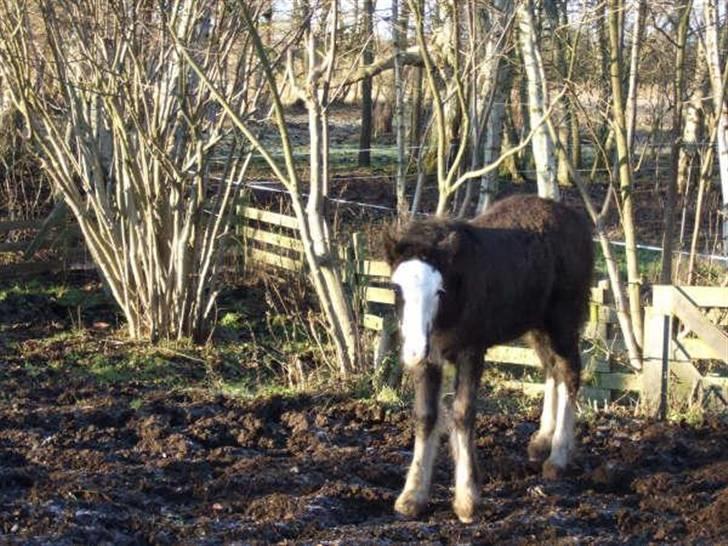 Irish Cob <3White Horse Purple Rain - 2/1-09 billede 7