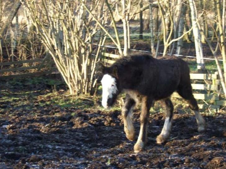 Irish Cob <3White Horse Purple Rain - 2/1-09 billede 8