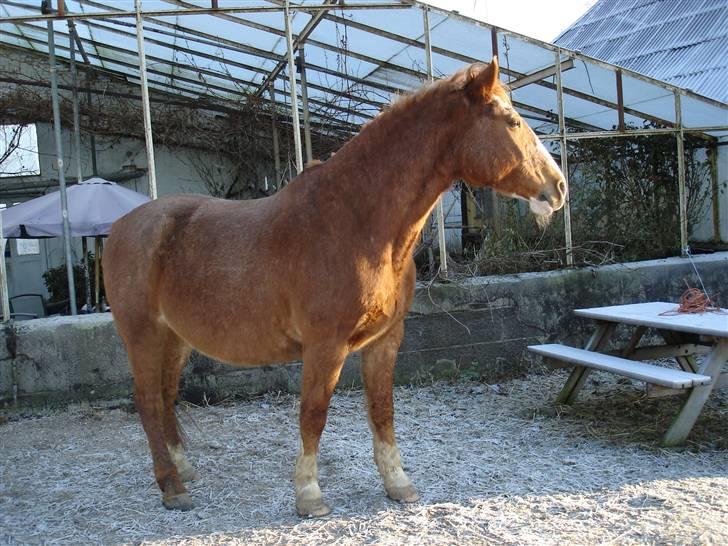 Frederiksborg Mads (rip) - hm er der mon noget farligt derude! billede 9