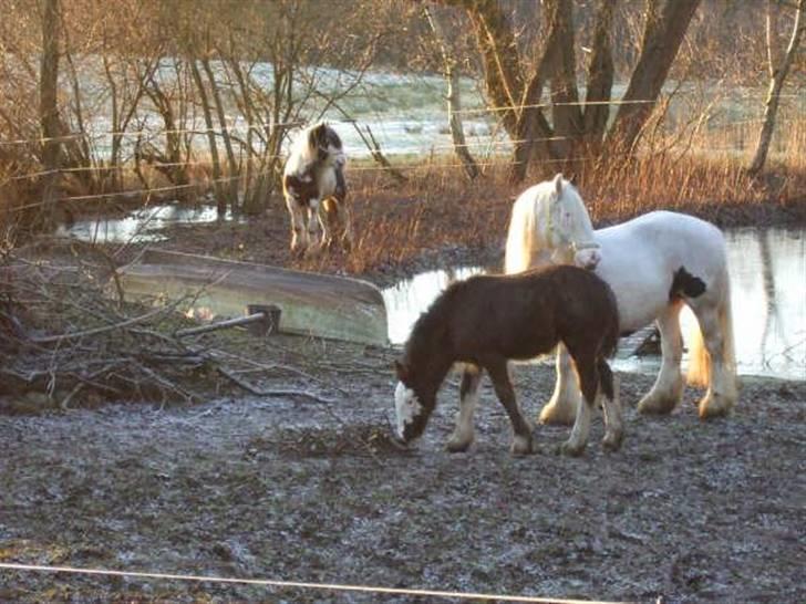 Irish Cob <3White Horse Purple Rain - 2/1-09 billede 10