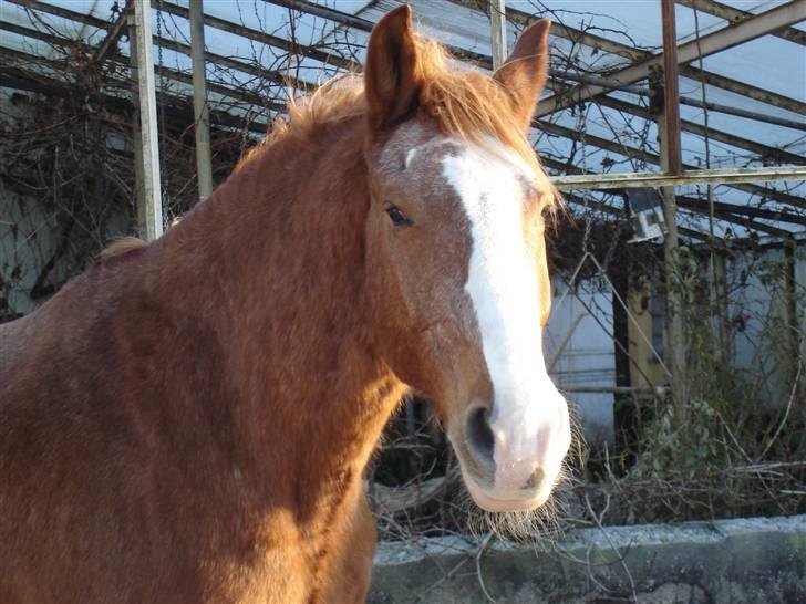 Frederiksborg Mads (rip) - hejsa skal vi lege billede 10