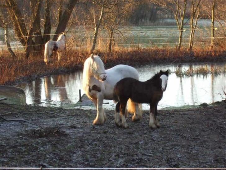 Irish Cob <3White Horse Purple Rain - Purple med mor og far i baggrunden!   2/1-09 billede 11