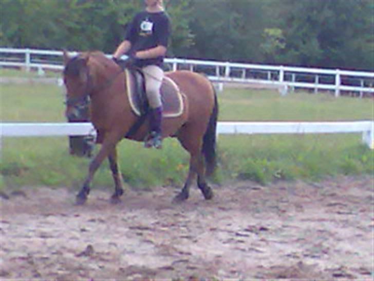 Anden særlig race Bertram - dressur billede 1