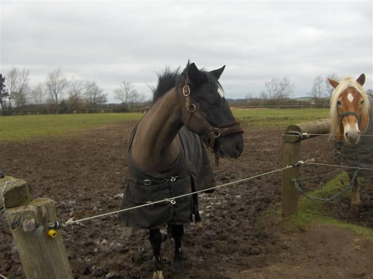 Anden særlig race Meteor <3 SOLGT - 8*Et RIGTIG GODT billede på folden<3 billede 8