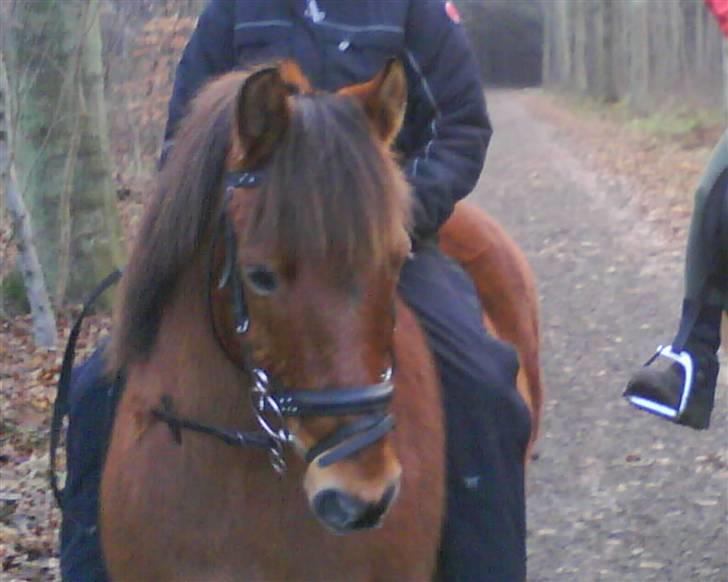 Anden særlig race Bertram billede 3