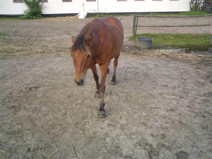 Anden særlig race Bertram billede 4