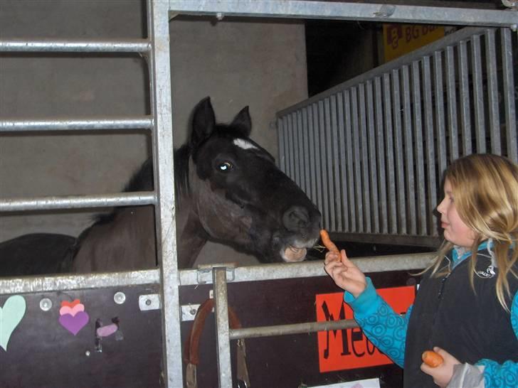 Anden særlig race Meteor <3 SOLGT - 10*Igen :P billede 10