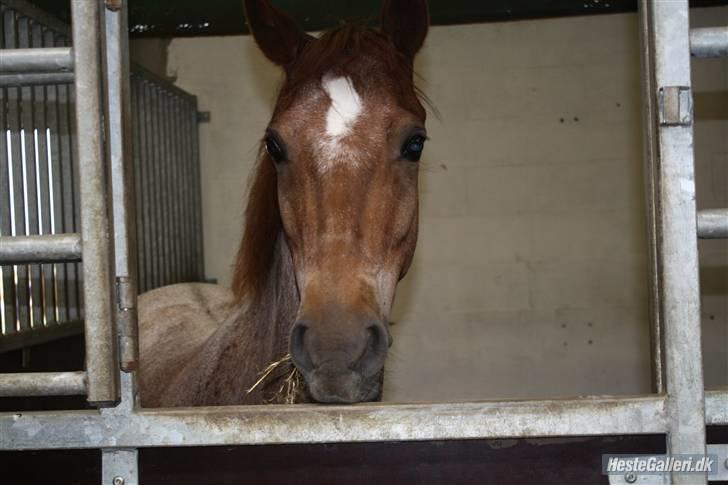 Welsh Pony (sec B) Bjerregårds Eros <3   - Jeg ELSKER dig :i     billede 14