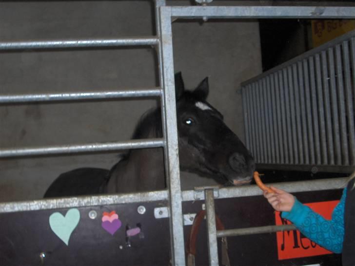 Anden særlig race Meteor <3 SOLGT - 11*Han er bare min :D billede 11