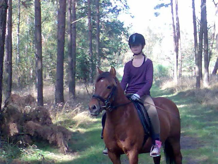 Anden særlig race Bertram billede 5