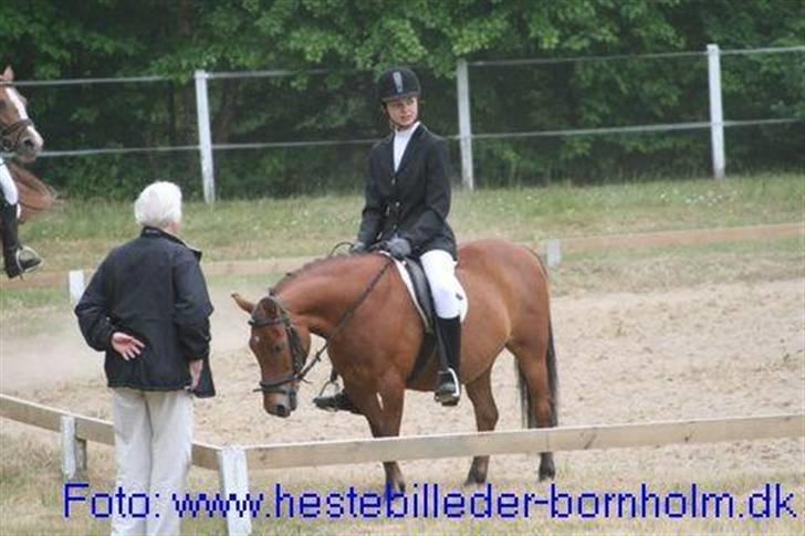 Anden særlig race Bertram - stævne i rønne rideklub billede 7