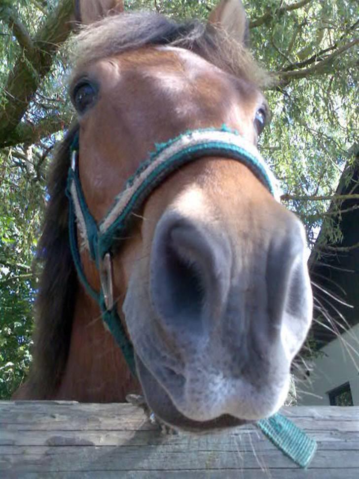 Anden særlig race Bertram - dav billede 8
