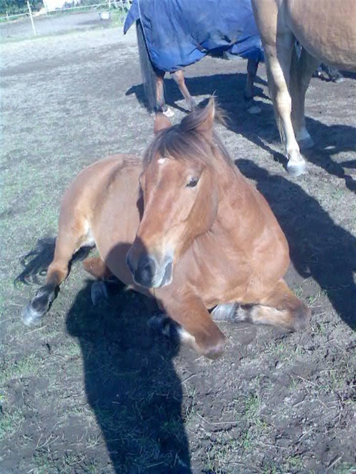 Anden særlig race Bertram billede 9