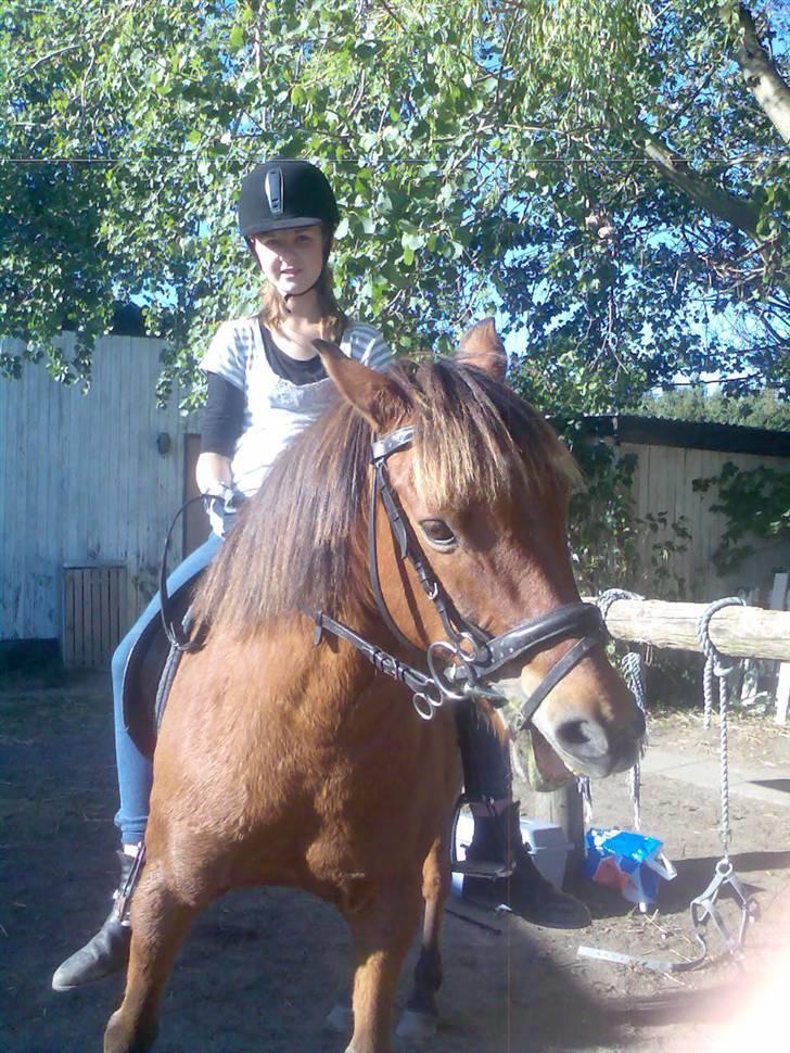 Anden særlig race Bertram billede 10