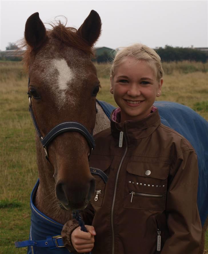 Welsh Pony (sec B) Bjerregårds Eros <3   billede 16