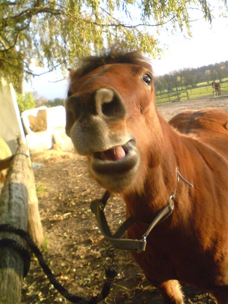 Anden særlig race Bertram - gæt og grimaser billede 11