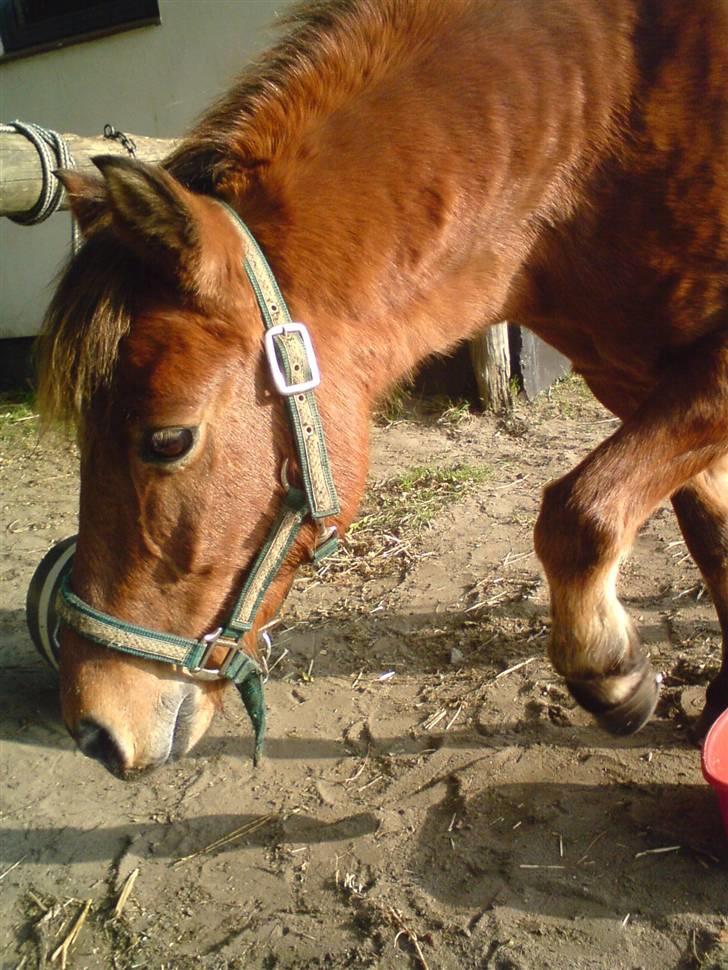 Anden særlig race Bertram - hvad er det? XD billede 13