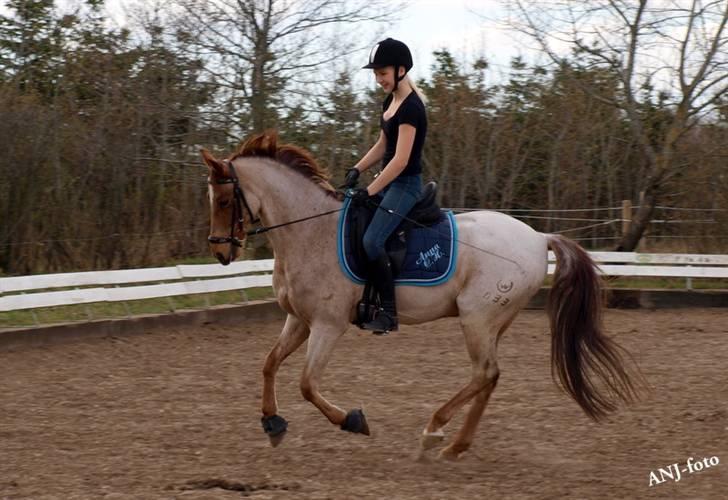 Welsh Pony (sec B) Bjerregårds Eros <3   - Nyt <3 billede 18