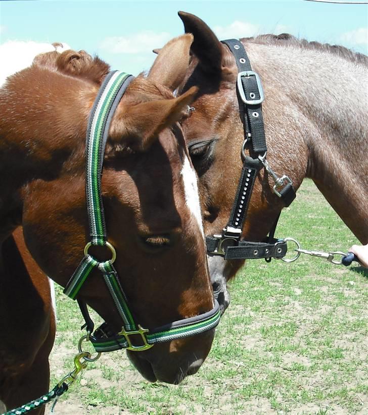 Welsh Pony (sec B) Bjerregårds Eros <3   - Jazzo og Eros til stævne i Børkop :D billede 19