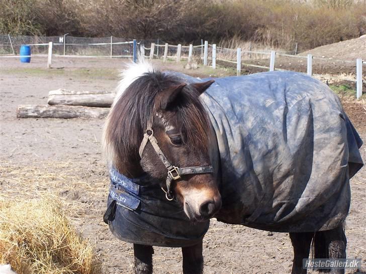 Anden særlig race | Klakkebjergs Tamara |  - Fordi jeg elsker dig !    Du vil altid blive husket som PERFEKT! billede 20