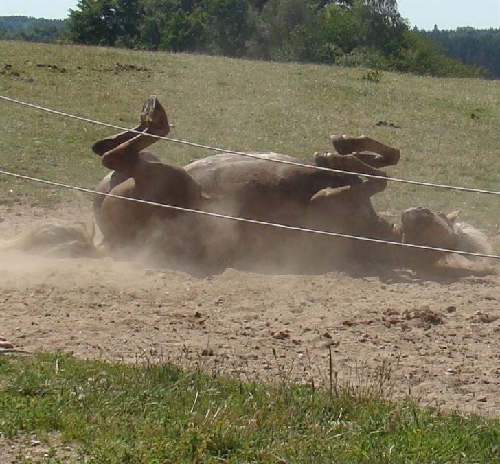 Haflinger Luca<3 - VOLD billede 7