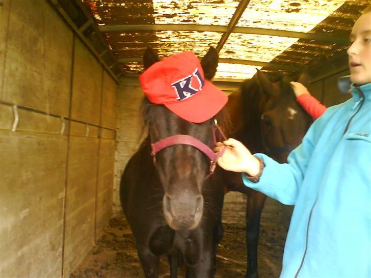 Dartmoor Wendy - Wendy med kasket på billede 2