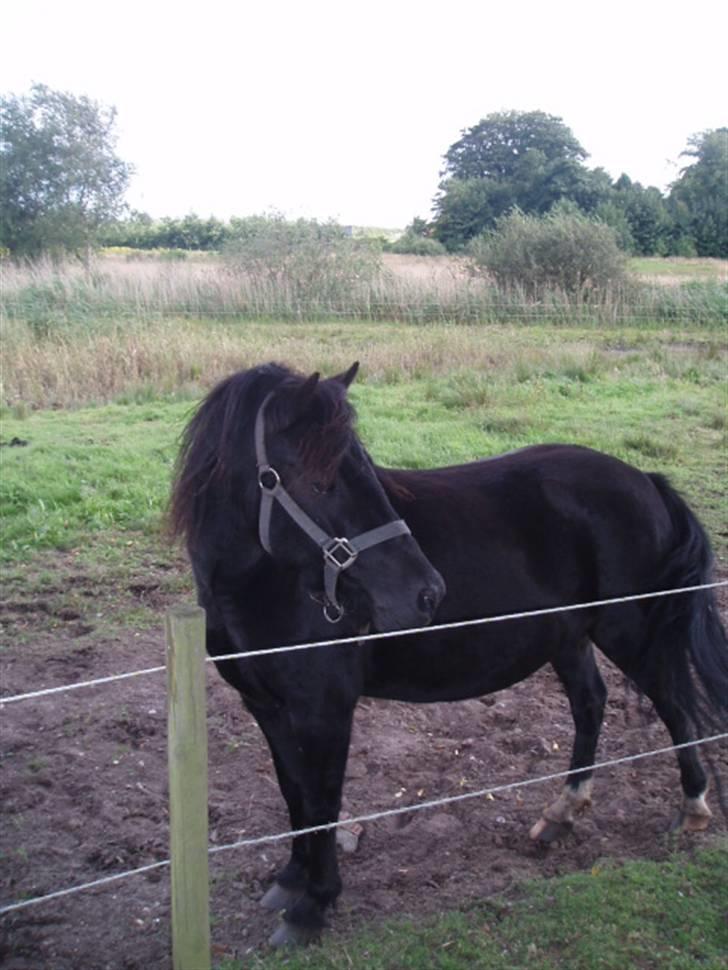 Dartmoor Wendy - Smukke Wendy billede 3