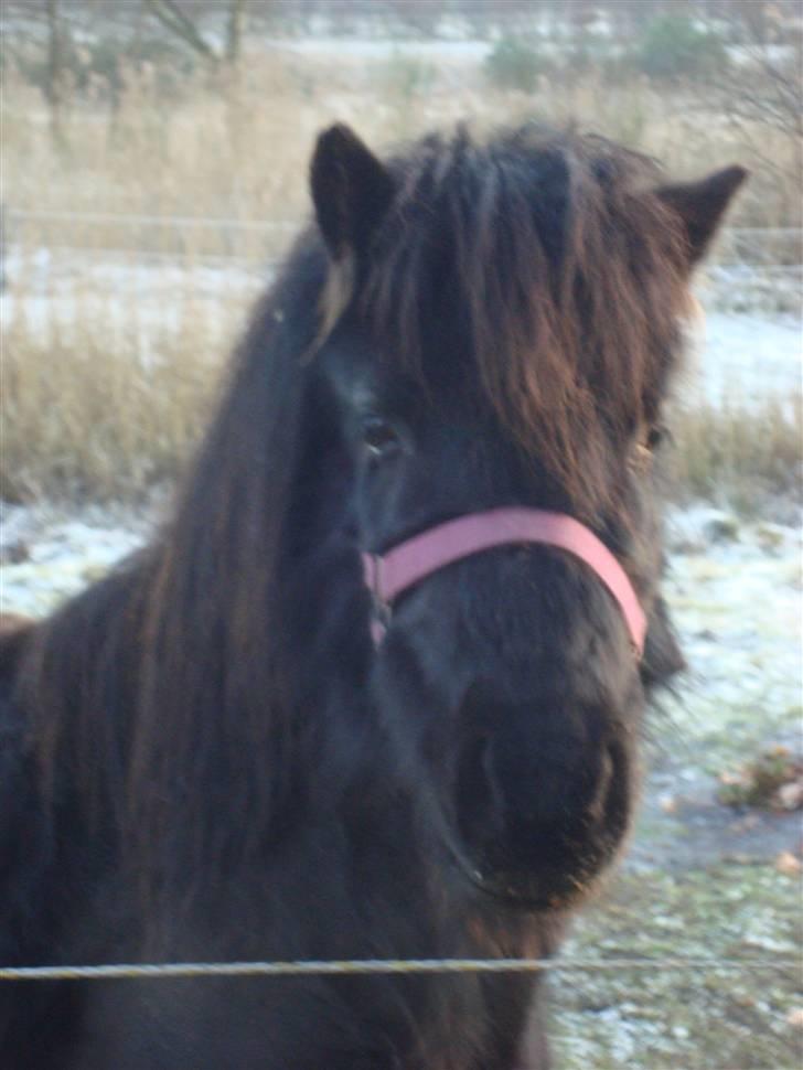 Dartmoor Wendy - Weny´s hoved billede 4