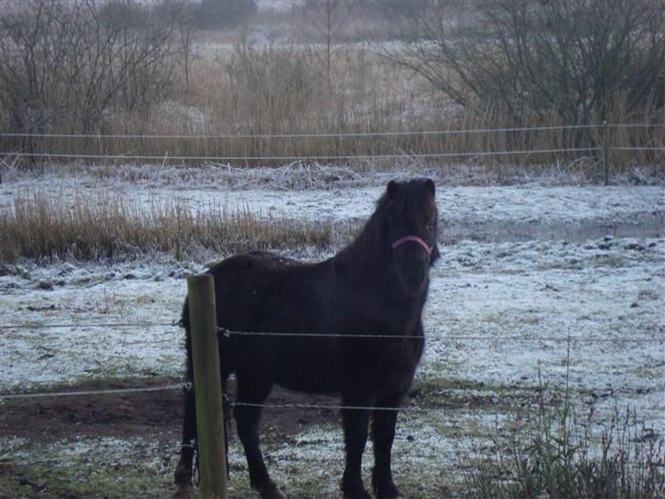 Dartmoor Wendy - Wendy i frostvejr billede 5