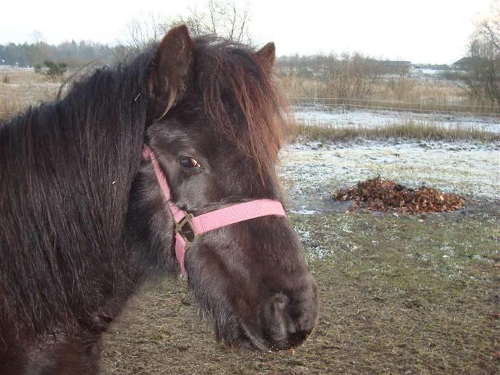 Dartmoor Wendy - Hendes hoved billede 6