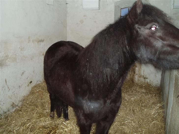 Dartmoor Wendy - Wendy i boks billede 7