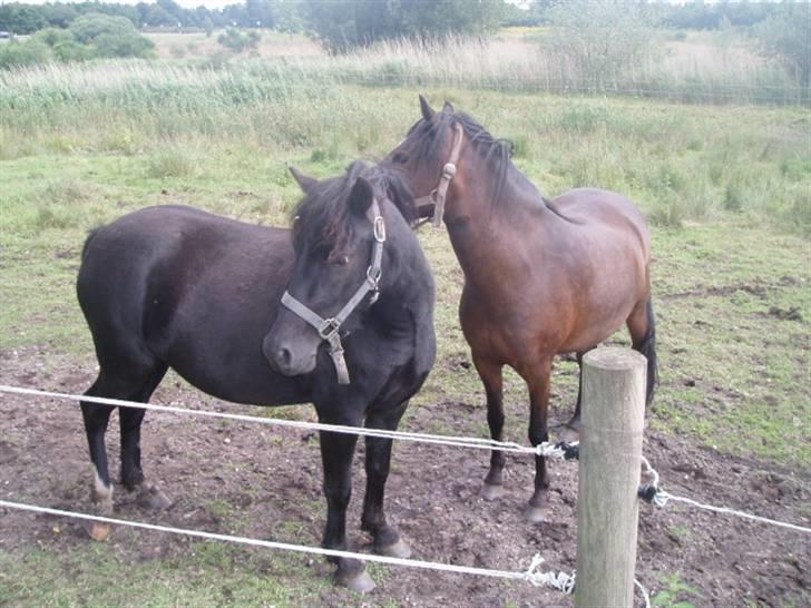 Dartmoor Wendy - Wendy og Mille billede 8