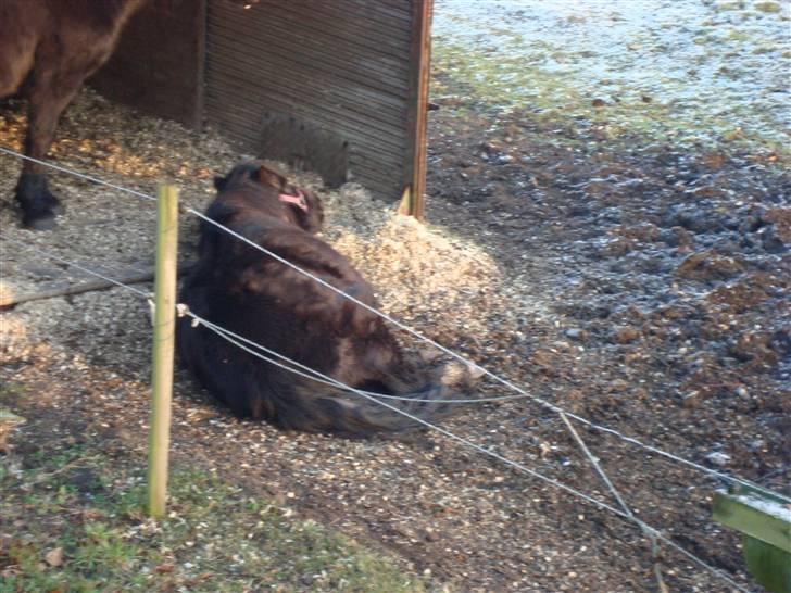 Dartmoor Wendy - Wendy sover billede 9