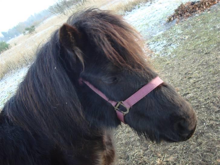 Dartmoor Wendy - Hovedet billede 10