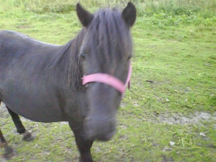 Dartmoor Wendy - Wendy sidste sommer billede 11