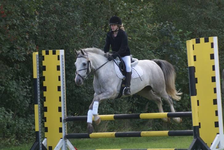 Anden særlig race | Simba<3 [SOLGT] - 3 - vores første stævne :) billede 3