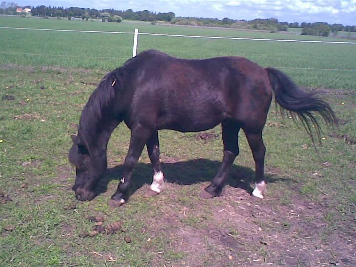 Irsk Sportspony Littel Black Diamond [Altid elsket/ Savnet] - man kan altid spisse græs billede 9