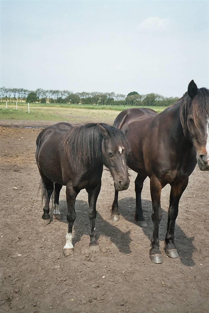 Irsk Sportspony Littel Black Diamond [Altid elsket/ Savnet] - Diamond og Claudius billede 11