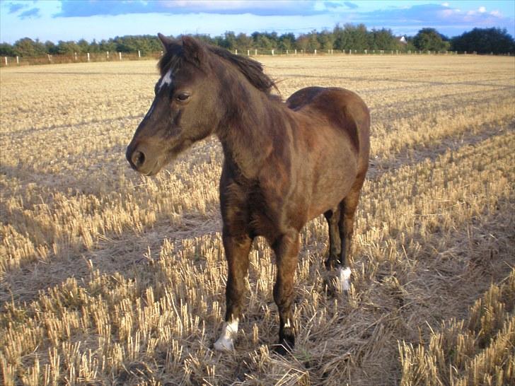 Irsk Sportspony Littel Black Diamond [Altid elsket/ Savnet] billede 13