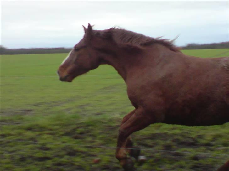 Anden særlig race lucas billede 4