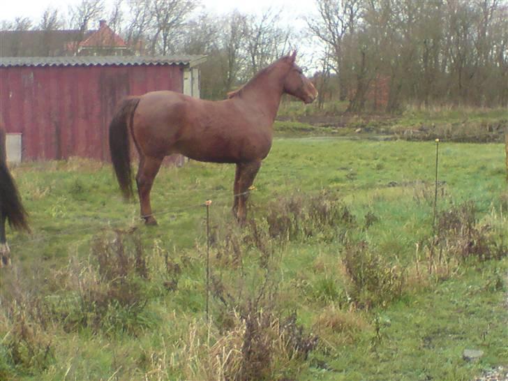 Anden særlig race lucas billede 5