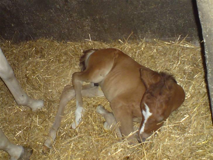 Anden særlig race lucas billede 6