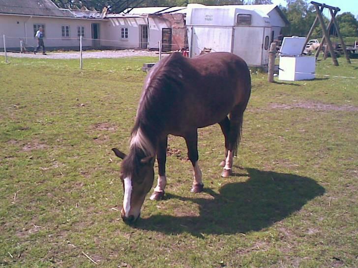 Anden særlig race Chico ( Bamse Far) Himmel pony ( savnet altid ) - mmee græs billede 13